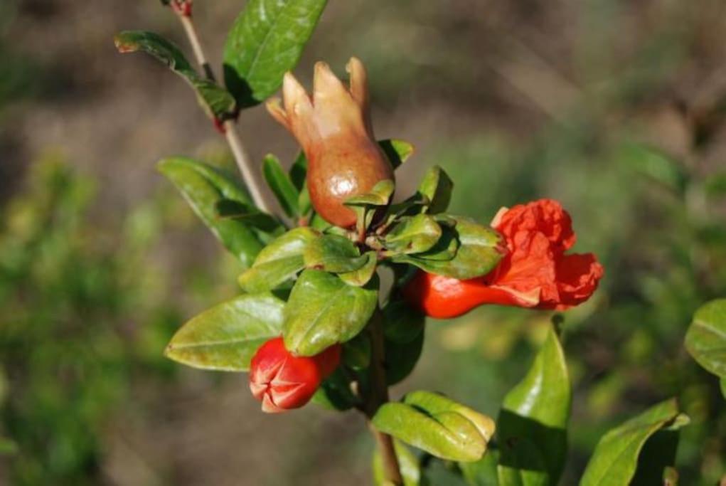 Quinta Da Estima Villa Dous Portos ภายนอก รูปภาพ